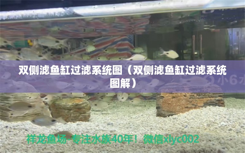 雙側(cè)濾魚缸過(guò)濾系統(tǒng)圖（雙側(cè)濾魚缸過(guò)濾系統(tǒng)圖解） 祥龍水族醫(yī)院