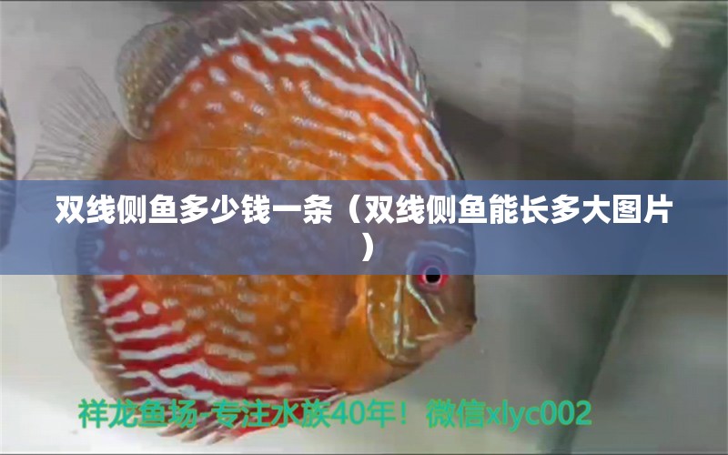 雙線側(cè)魚多少錢一條（雙線側(cè)魚能長多大圖片）