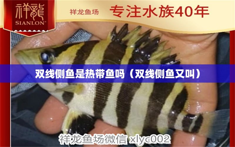 雙線側(cè)魚是熱帶魚嗎（雙線側(cè)魚又叫） 雙線側(cè)魚