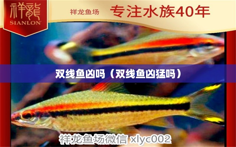 雙線魚兇嗎（雙線魚兇猛嗎） 廣州龍魚批發(fā)市場(chǎng)