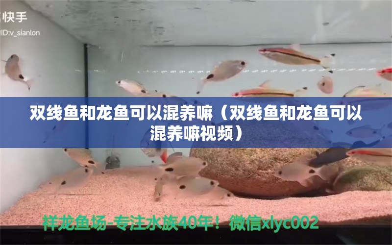 雙線(xiàn)魚(yú)和龍魚(yú)可以混養(yǎng)嘛（雙線(xiàn)魚(yú)和龍魚(yú)可以混養(yǎng)嘛視頻） 祥龍水族醫(yī)院