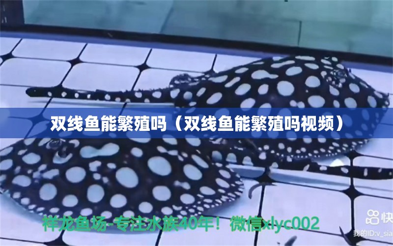 雙線魚能繁殖嗎（雙線魚能繁殖嗎視頻）