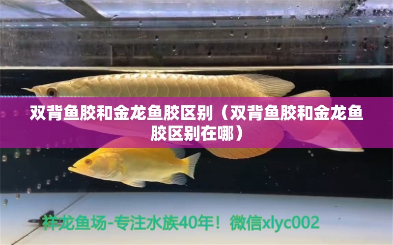 雙背魚膠和金龍魚膠區(qū)別（雙背魚膠和金龍魚膠區(qū)別在哪）