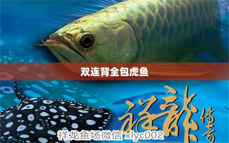 雙連背全包虎魚 虎魚百科