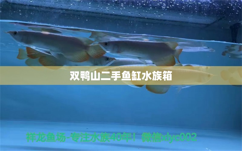 雙鴨山二手魚缸水族箱 魚缸/水族箱