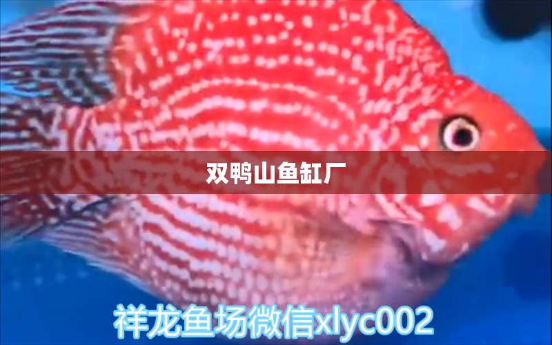 雙鴨山魚缸廠 其他品牌魚缸