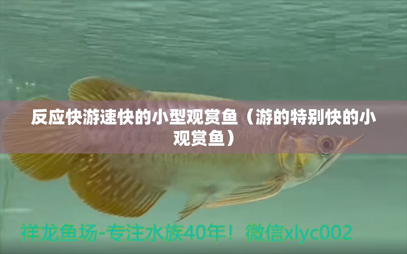 反應(yīng)快游速快的小型觀賞魚（游的特別快的小觀賞魚）