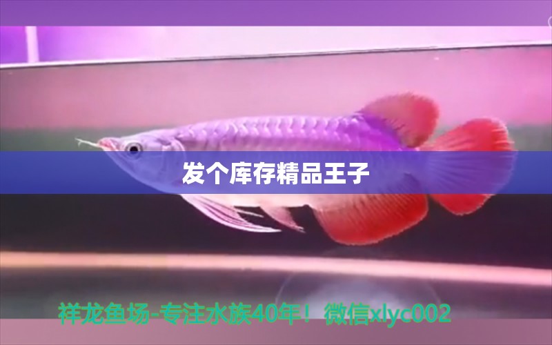 發(fā)個(gè)庫存精品王子 和尚魚 第2張