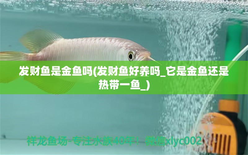 發(fā)財魚是金魚嗎(發(fā)財魚好養(yǎng)嗎_它是金魚還是熱帶一魚_) 龍鳳鯉魚