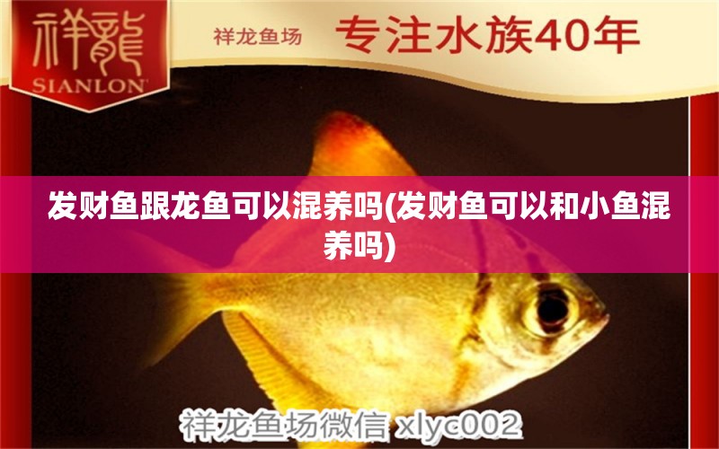 發(fā)財(cái)魚(yú)跟龍魚(yú)可以混養(yǎng)嗎(發(fā)財(cái)魚(yú)可以和小魚(yú)混養(yǎng)嗎) 哥倫比亞巨暴魚(yú)苗 第1張