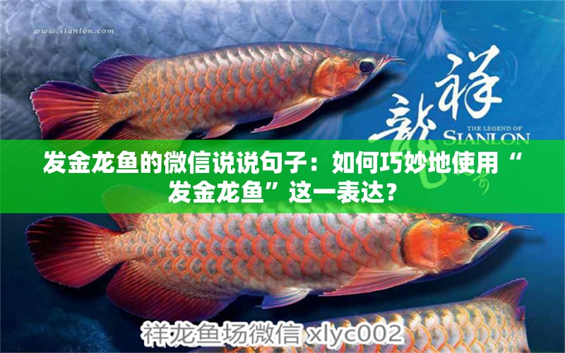 發(fā)金龍魚的微信說說句子：如何巧妙地使用“發(fā)金龍魚”這一表達(dá)？ 水族問答 第2張