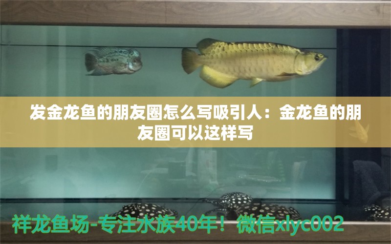 發(fā)金龍魚(yú)的朋友圈怎么寫(xiě)吸引人：金龍魚(yú)的朋友圈可以這樣寫(xiě) 水族問(wèn)答 第1張