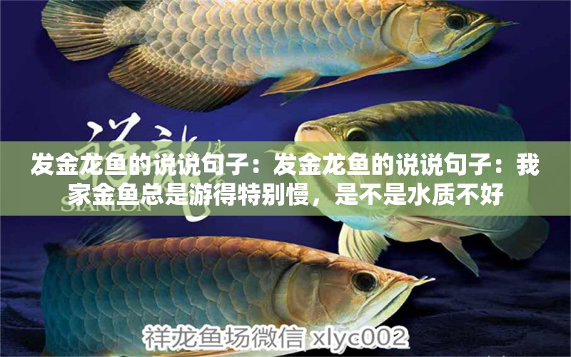 發(fā)金龍魚的說說句子：發(fā)金龍魚的說說句子：我家金魚總是游得特別慢，是不是水質(zhì)不好 水族問答 第2張