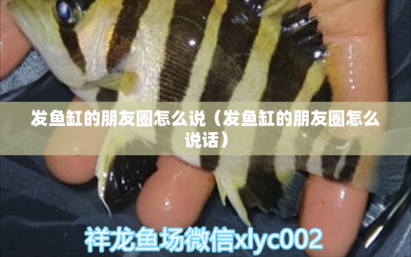 發(fā)魚缸的朋友圈怎么說（發(fā)魚缸的朋友圈怎么說話）