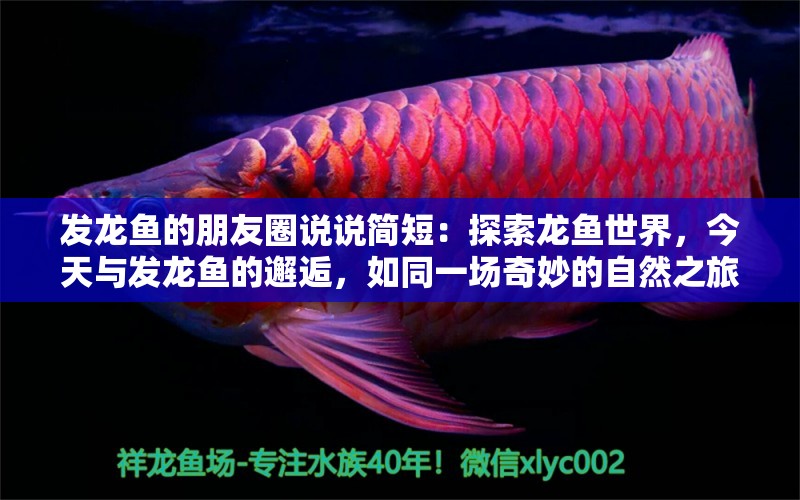 發(fā)龍魚的朋友圈說說簡短：探索龍魚世界，今天與發(fā)龍魚的邂逅，如同一場(chǎng)奇妙的自然之旅 水族問答 第2張