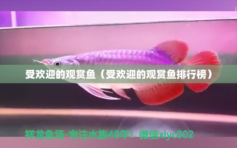 受歡迎的觀賞魚（受歡迎的觀賞魚排行榜）