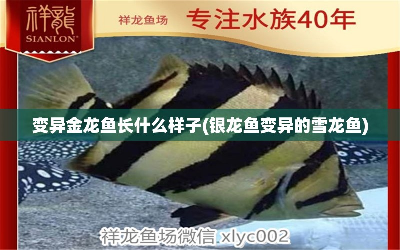 變異金龍魚長什么樣子(銀龍魚變異的雪龍魚) 銀龍魚百科 第1張