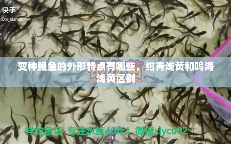 變種鯉魚的外形特點(diǎn)有哪些，紺青淺黃和鳴海淺黃區(qū)別