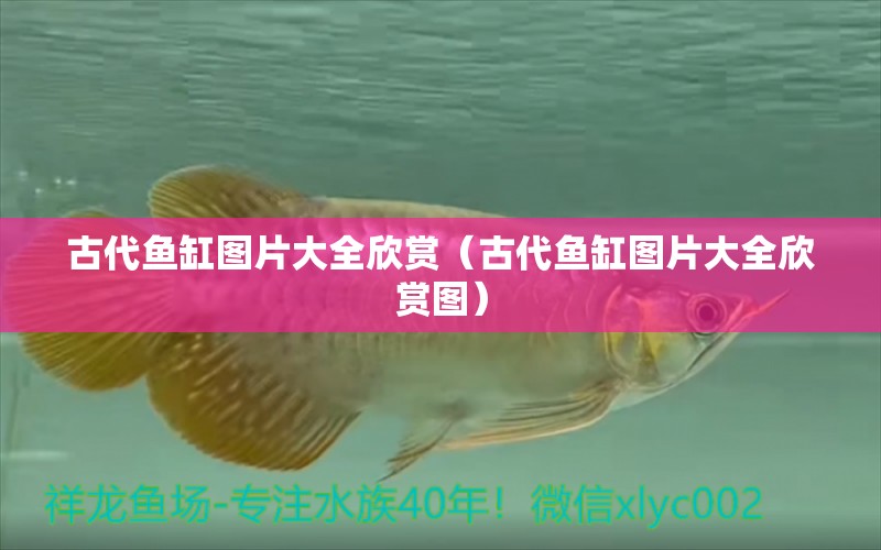 古代魚缸圖片大全欣賞（古代魚缸圖片大全欣賞圖）