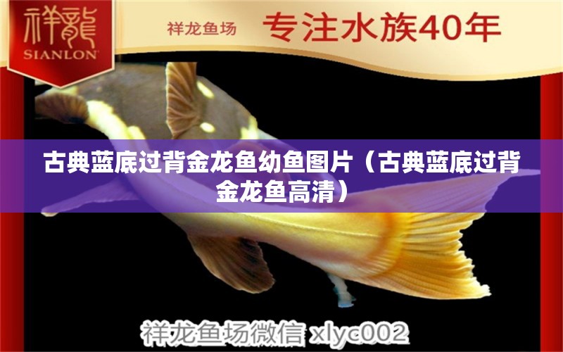 古典藍底過背金龍魚幼魚圖片（古典藍底過背金龍魚高清） 過背金龍魚