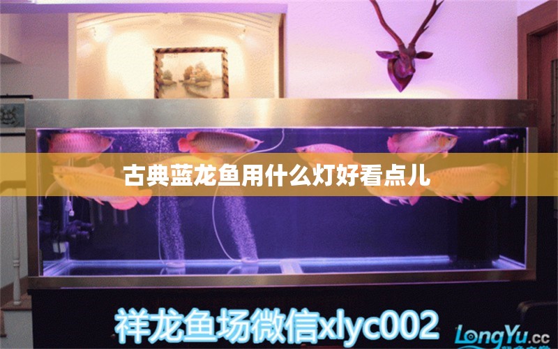 古典藍龍魚用什么燈好看點兒  馬拉莫寶石魚苗