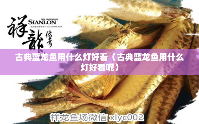 古典藍(lán)龍魚用什么燈好看（古典藍(lán)龍魚用什么燈好看呢）