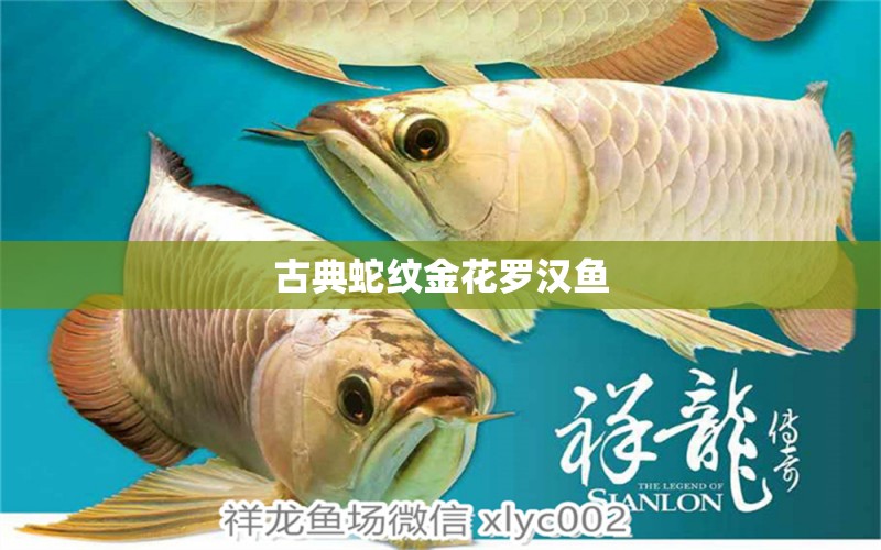 古典蛇紋金花羅漢魚 羅漢魚