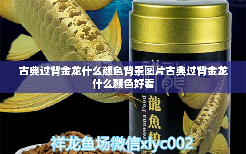 古典過背金龍什么顏色背景圖片古典過背金龍什么顏色好看