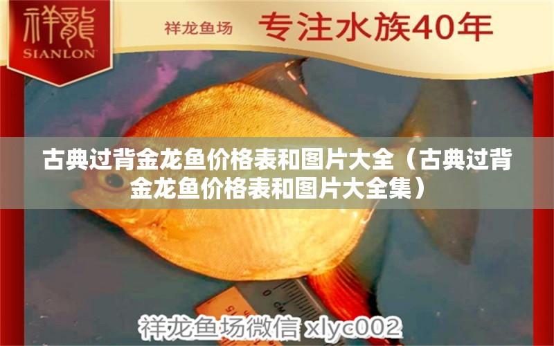 古典過背金龍魚價格表和圖片大全（古典過背金龍魚價格表和圖片大全集） 古典過背金龍魚