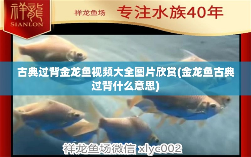 古典過背金龍魚視頻大全圖片欣賞(金龍魚古典過背什么意思) 古典過背金龍魚