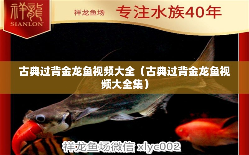 古典過背金龍魚視頻大全（古典過背金龍魚視頻大全集）