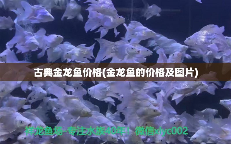 古典金龍魚價格(金龍魚的價格及圖片) 金三間魚