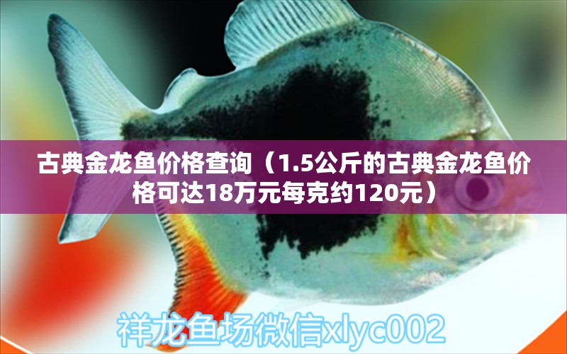 古典金龍魚(yú)價(jià)格查詢（1.5公斤的古典金龍魚(yú)價(jià)格可達(dá)18萬(wàn)元每克約120元） 龍魚(yú)百科