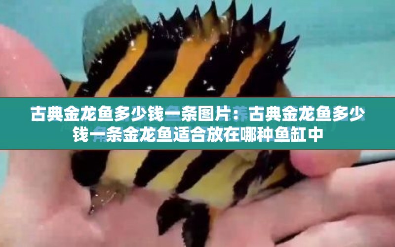 古典金龍魚多少錢一條圖片：古典金龍魚多少錢一條金龍魚適合放在哪種魚缸中 水族問答 第2張