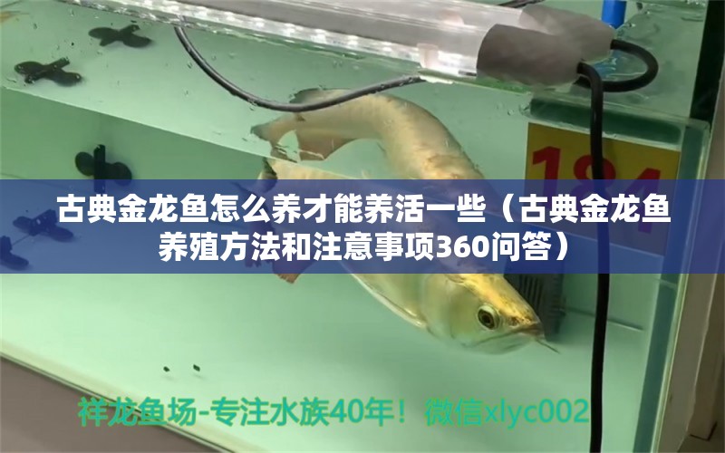 古典金龍魚怎么養(yǎng)才能養(yǎng)活一些（古典金龍魚養(yǎng)殖方法和注意事項(xiàng)360問答） 龍魚百科 第2張