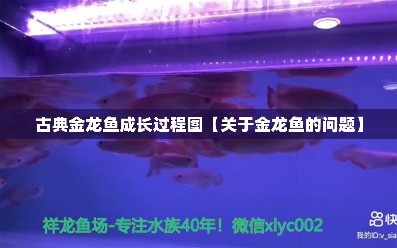 古典金龍魚成長過程圖【關(guān)于金龍魚的問題】