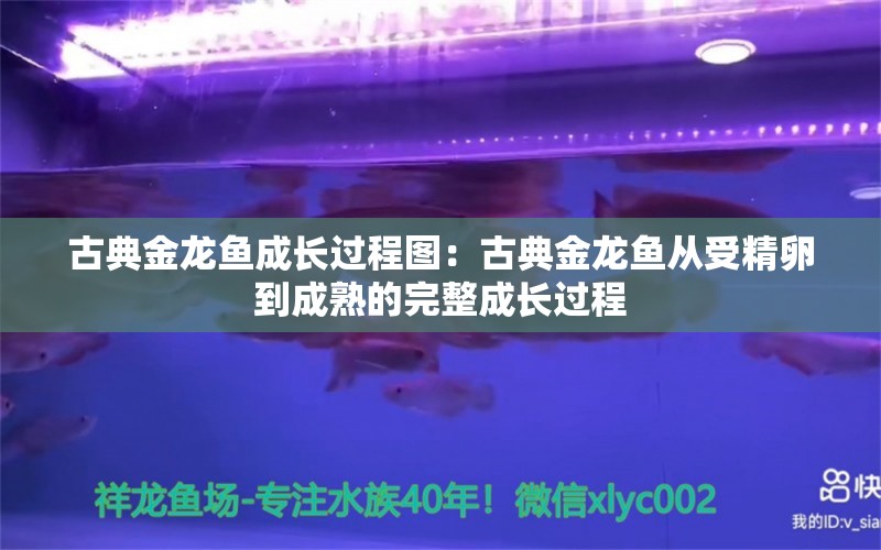 古典金龍魚成長過程圖：古典金龍魚從受精卵到成熟的完整成長過程