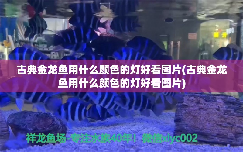 古典金龍魚用什么顏色的燈好看圖片(古典金龍魚用什么顏色的燈好看圖片) 七紋巨鯉魚