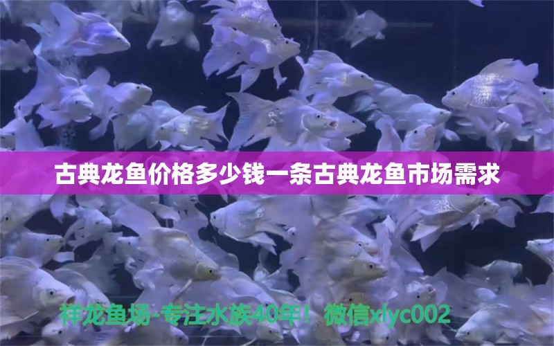 古典龍魚價格多少錢一條古典龍魚市場需求