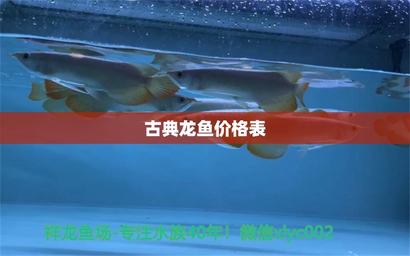 古典龍魚價格表