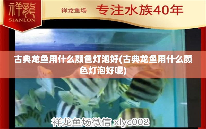 古典龍魚用什么顏色燈泡好(古典龍魚用什么顏色燈泡好呢) 過背金龍魚