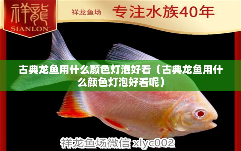 古典龍魚用什么顏色燈泡好看（古典龍魚用什么顏色燈泡好看呢）