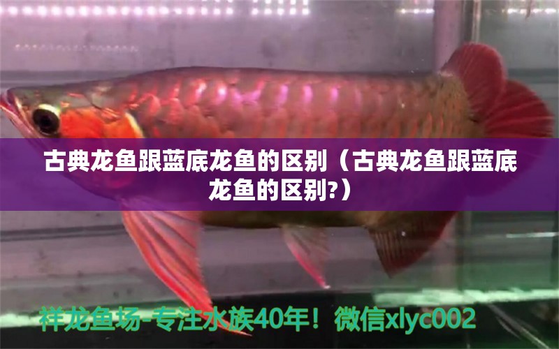 古典龍魚跟藍(lán)底龍魚的區(qū)別（古典龍魚跟藍(lán)底龍魚的區(qū)別?）