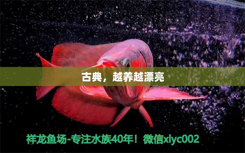 古典，越養(yǎng)越漂亮 觀賞魚論壇 第3張