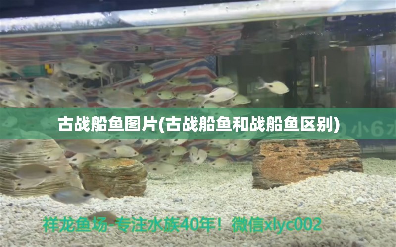 古戰(zhàn)船魚圖片(古戰(zhàn)船魚和戰(zhàn)船魚區(qū)別) 觀賞魚 第1張