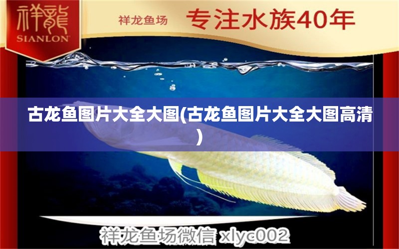 古龍魚圖片大全大圖(古龍魚圖片大全大圖高清) 印尼紅龍魚