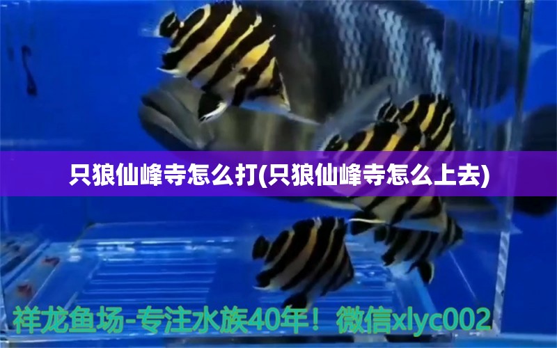 只狼仙峰寺怎么打(只狼仙峰寺怎么上去) 稀有金龍魚 第1張