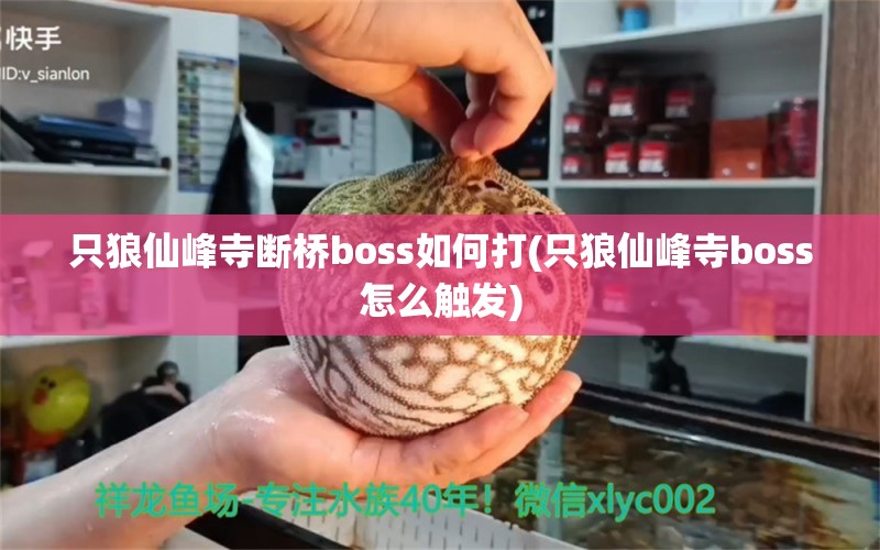 只狼仙峰寺斷橋boss如何打(只狼仙峰寺boss怎么觸發(fā)) 麥肯斯銀版魚(yú)