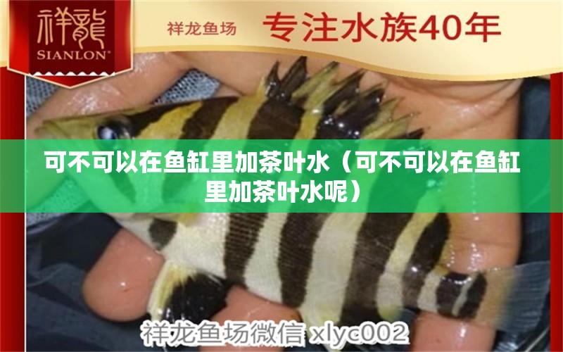 可不可以在魚缸里加茶葉水（可不可以在魚缸里加茶葉水呢） 祥龍水族醫(yī)院