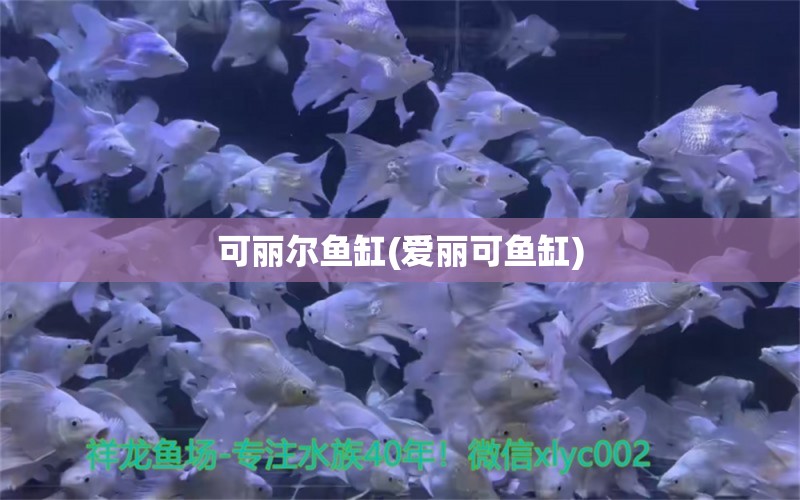 可麗爾魚(yú)缸(愛(ài)麗可魚(yú)缸) 豹紋夫魚(yú)苗